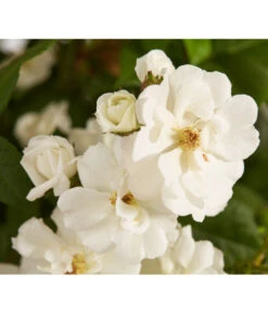 Ramblerrosen, Verschiedene Sorten -Geschäft Für Pflanzensamenbedarf 7912652 WE DE 002 RamblerRoseDehnerExpressZS