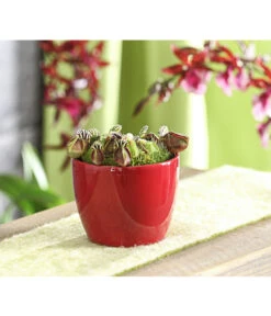 Zwergkrug - Cephalotus Follicularis -Geschäft Für Pflanzensamenbedarf 7976038 WE MO 001 ZwergkrugCephalotusfollicularisT9DehnerExpressHerzig