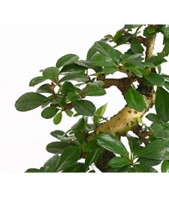 Bonsai Fukientee - Carmona Microphylla, 8 Jahre 7 Bonsai Fukientee - Carmona Microphylla, 8 Jahre -Geschäft Für Pflanzensamenbedarf 7977010 WE DE 001 BonsaiFukienteeCarmonaMicrophylla8JahreDehnerExpressHerzig2