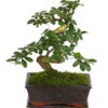 Bonsai Fukientee - Carmona Microphylla, 8 Jahre -Geschäft Für Pflanzensamenbedarf 7977010 WE FS 001 BonsaiFukienteeCarmonaMicrophylla8JahreDehnerExpressHerzig3