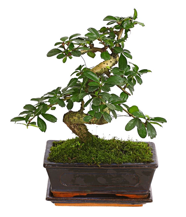 Bonsai Fukientee - Carmona Microphylla, 8 Jahre 3 Bonsai Fukientee - Carmona Microphylla, 8 Jahre