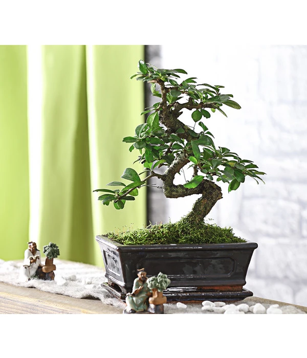 Bonsai Fukientee - Carmona Microphylla, 8 Jahre 4 Bonsai Fukientee - Carmona Microphylla, 8 Jahre – Bild 2