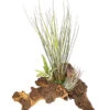 Tillandsien-Arrangement Auf Mopani-Wurzel - Tillandsia Hybride, 3-teilig -Geschäft Für Pflanzensamenbedarf 7977580 WE FS 001 TIllandsienAufMopaniwurzelXL3PflanzenDehnerExpressHerzig