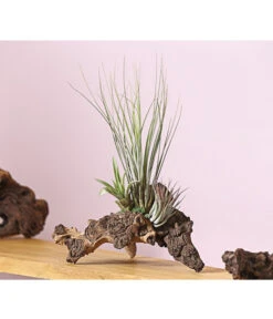 Tillandsien-Arrangement Auf Mopani-Wurzel - Tillandsia Hybride, 3-teilig 7 Tillandsien-Arrangement Auf Mopani-Wurzel - Tillandsia Hybride, 3-teilig -Geschäft Für Pflanzensamenbedarf 7977580 WE MO 001 TIllandsienAufMopaniwurzelXL3PflanzenDehnerExpressHerzig