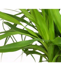 Elefantenfuß - Beaucarnea Recurvarta 9 Elefantenfuß - Beaucarnea Recurvarta -Geschäft Für Pflanzensamenbedarf 7977754 PR DE 001 BeaucarneaElefantenfussT20StreckeDehnerExpressHerzig