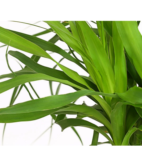 Elefantenfuß - Beaucarnea Recurvarta 6 Elefantenfuß - Beaucarnea Recurvarta – Bild 4