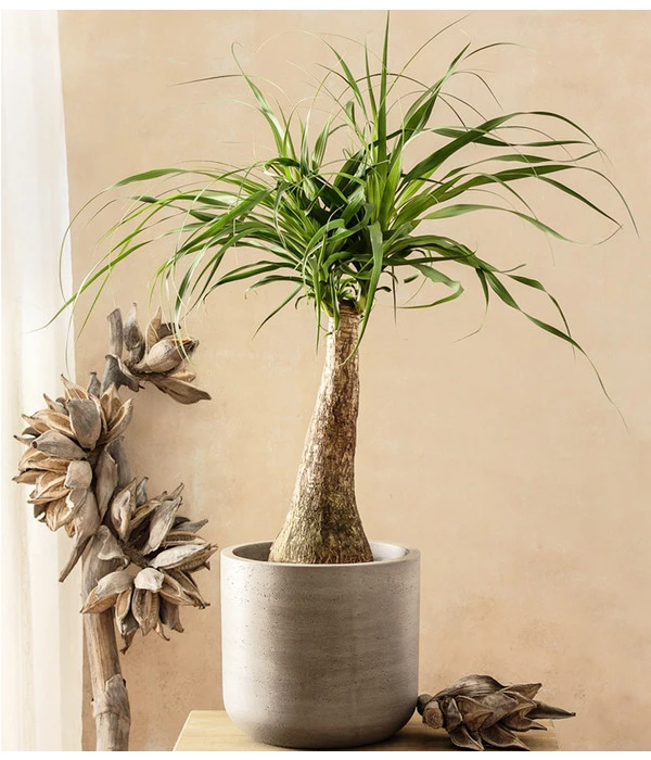 Elefantenfuß - Beaucarnea Recurvarta 4 Elefantenfuß - Beaucarnea Recurvarta – Bild 2