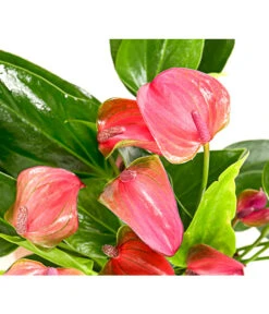 Flamingoblume - Anthurium Andreanum 'Lila Forino' -Geschäft Für Pflanzensamenbedarf 7978042 PR DE 001 AnthuriumAndreanumFlamingoblumeLilaFiorinoT12DehnerExpressHerzig