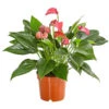 Flamingoblume - Anthurium Andreanum 'Lila Forino' -Geschäft Für Pflanzensamenbedarf 7978042 PR FS 001 AnthuriumAndreanumFlamingoblumeLilaFiorinoT12DehnerExpressHerzig