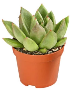 Echeverien-Set - Echeveria, Verschiedene Sorten -Geschäft Für Pflanzensamenbedarf 7978117 PR FS 003 EcheverieSukkulenten6erSetT6DehnerExpressHerzig