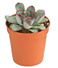Echeverien-Set - Echeveria, Verschiedene Sorten -Geschäft Für Pflanzensamenbedarf 7978117 PR FS 004 EcheverieSukkulenten6erSetT6DehnerExpressHerzig