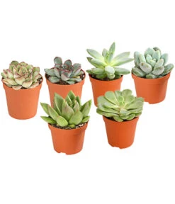 Bestseller 7 Echeverien-Set - Echeveria, Verschiedene Sorten