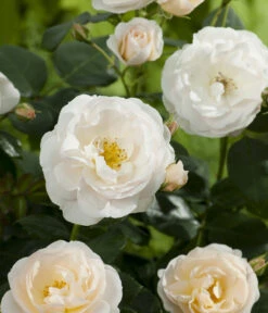 Beetrose 'Martin Luther Rose®' 9 Beetrose 'Martin Luther Rose®' -Geschäft Für Pflanzensamenbedarf 7978232 PR DE 001 RoseMartinLutherTantau