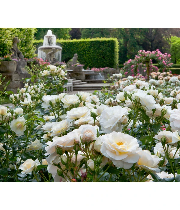 Beetrose 'Martin Luther Rose®' 4 Beetrose 'Martin Luther Rose®' – Bild 2