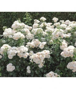 Beetrose 'Martin Luther Rose®' 8 Beetrose 'Martin Luther Rose®' -Geschäft Für Pflanzensamenbedarf 7978232 PR DE 004 RoseMartinLutherTantau