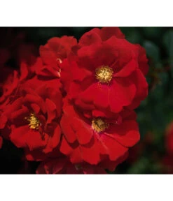 Bodendeckerrose 'Austriana®'