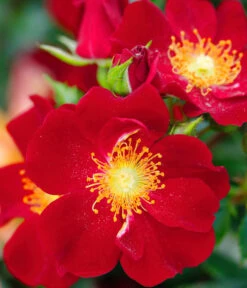 Beetrose 'Bienenweide®', Rot -Geschäft Für Pflanzensamenbedarf 7988488 PR DE 001 RoseBienenweideRotTantau