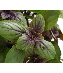 Dehner Gourmet Garten Strauchbasilikum 'Magic Blue' 13 Dehner Gourmet Garten Strauchbasilikum 'Magic Blue' -Geschäft Für Pflanzensamenbedarf 8001869 WE DE 001 GourmetGartenBasilikumMagicBlue