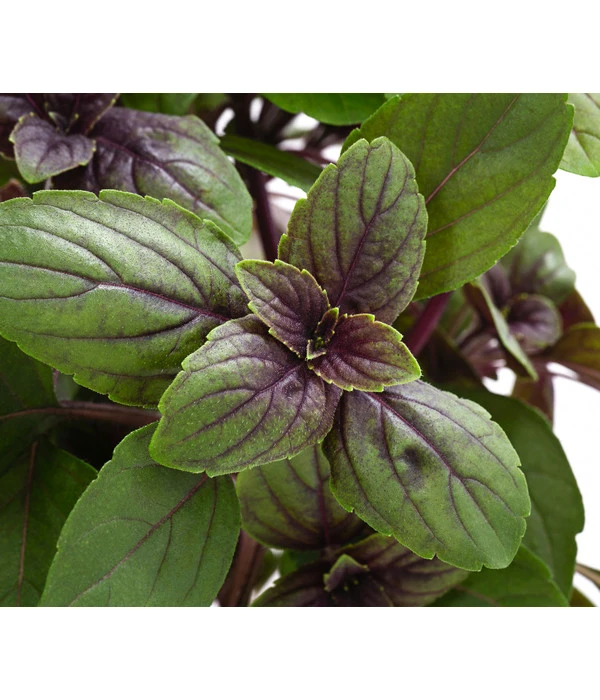 Dehner Gourmet Garten Strauchbasilikum 'Magic Blue' 8 Dehner Gourmet Garten Strauchbasilikum 'Magic Blue' – Bild 6