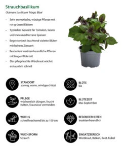 Dehner Gourmet Garten Strauchbasilikum 'Magic Blue' 12 Dehner Gourmet Garten Strauchbasilikum 'Magic Blue' -Geschäft Für Pflanzensamenbedarf 8001869 WE IG 001 Strauchbasilikum