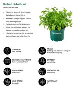 Bestseller -Geschäft Für Pflanzensamenbedarf 8002008 WE IG 001 BiolandLiebstoeckel