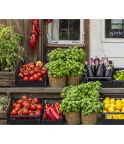 Tomate 'Previa' -Geschäft Für Pflanzensamenbedarf 8002578 WE MO 001 BellaItaliaTomatePaprikaBasilikum2021GC04