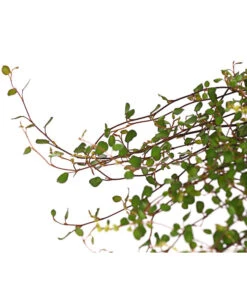 Mühlenbeckia, Kleinblättrig -Geschäft Für Pflanzensamenbedarf 8003303 PR DE 001 MuehlenbeckiaKleinblmHerbstzauberKiwiknoeterichT13DehnerExpressHerzig