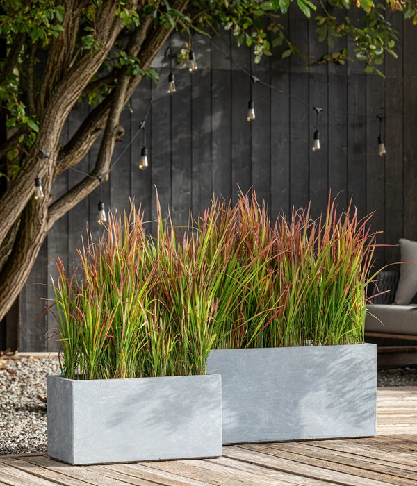 Japanisches Blutgras 'Red Baron' 5 Japanisches Blutgras 'Red Baron' – Bild 3