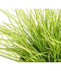 Goldschwingel 'Amigold' -Geschäft Für Pflanzensamenbedarf 8010951 WE DE 001 BlauschwingelFestucaGoldenToupeT11DehnerExpressHerzig