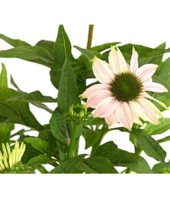 Sonnenhut - Scheinsonnenhut 'Mistral' -Geschäft Für Pflanzensamenbedarf 8012650 WE DE 002 EchinaceaDehnerExpressHerzig