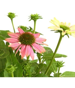 Sonnenhut - Scheinsonnenhut 'Mistral' -Geschäft Für Pflanzensamenbedarf 8012650 WE DE 003 EchinaceaDehnerExpressHerzig