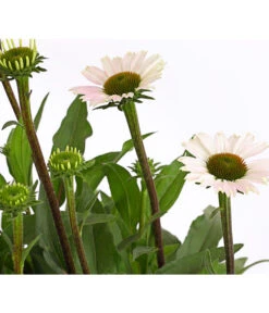 Sonnenhut - Scheinsonnenhut 'Mistral' -Geschäft Für Pflanzensamenbedarf 8012650 WE DE 005 EchinaceaDehnerExpressHerzig