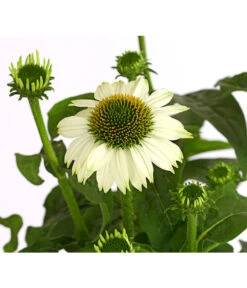 Sonnenhut - Scheinsonnenhut 'Mistral' -Geschäft Für Pflanzensamenbedarf 8012650 WE DE 006 EchinaceaDehnerExpressHerzig