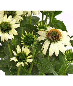 Sonnenhut - Scheinsonnenhut 'Mistral' -Geschäft Für Pflanzensamenbedarf 8012650 WE DE 007 EchinaceaDehnerExpressHerzig