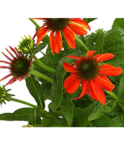 Sonnenhut - Scheinsonnenhut 'Mistral' -Geschäft Für Pflanzensamenbedarf 8012650 WE DE 010 EchinaceaDehnerExpressHerzig