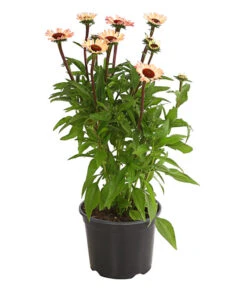 Sonnenhut - Scheinsonnenhut 'Mistral' -Geschäft Für Pflanzensamenbedarf 8012650 WE FS 001 EchinaceaDehnerExpressHerzig