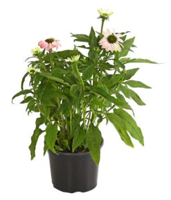 Sonnenhut - Scheinsonnenhut 'Mistral' -Geschäft Für Pflanzensamenbedarf 8012650 WE FS 002 EchinaceaDehnerExpressHerzig