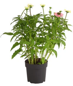 Sonnenhut - Scheinsonnenhut 'Mistral' -Geschäft Für Pflanzensamenbedarf 8012650 WE FS 003 EchinaceaDehnerExpressHerzig