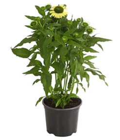 Sonnenhut - Scheinsonnenhut 'Mistral' -Geschäft Für Pflanzensamenbedarf 8012650 WE FS 004 EchinaceaDehnerExpressHerzig