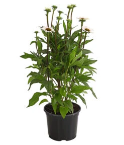 Sonnenhut - Scheinsonnenhut 'Mistral' -Geschäft Für Pflanzensamenbedarf 8012650 WE FS 005 EchinaceaDehnerExpressHerzig