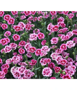 Garten-Nelke 'Pink Kisses®', Schale -Geschäft Für Pflanzensamenbedarf 8016297 WE DE 001 DianthusPinkKissesSchaleSelecta