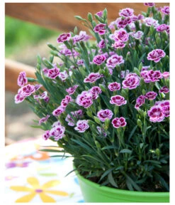 Garten-Nelke 'Pink Kisses®', Schale -Geschäft Für Pflanzensamenbedarf 8016297 WE MO 001 DianthusPinkKissesSchaleSelecta