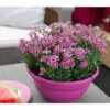 Garten-Nelke 'Pink Kisses®', Schale -Geschäft Für Pflanzensamenbedarf 8016297 WE MO 002 DianthusPinkKissesSchaleSelecta