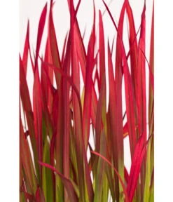 Japanisches Blutgras 'Red Baron' 15 Japanisches Blutgras 'Red Baron' -Geschäft Für Pflanzensamenbedarf 8016321 WE DE 001 ZiergrasRedBaron