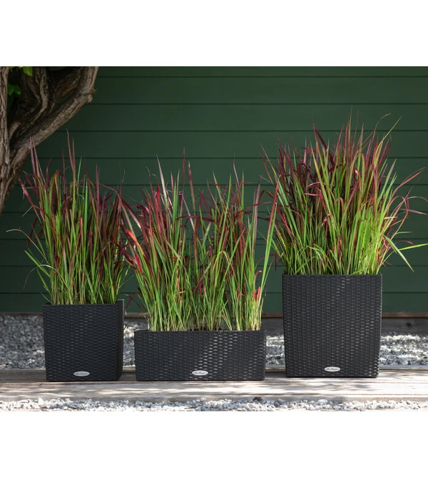 Japanisches Blutgras 'Red Baron' 4 Japanisches Blutgras 'Red Baron' – Bild 2