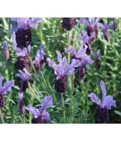 Bestseller 1 Schopf-Lavendel