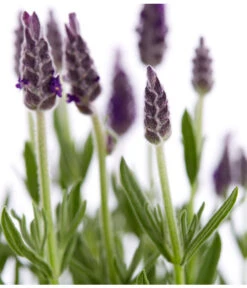 Schopf-Lavendel -Geschäft Für Pflanzensamenbedarf 8017014 WE DE 001 LavendelSchopflavendelLavandulaStoechasT13DehnerExpressZS