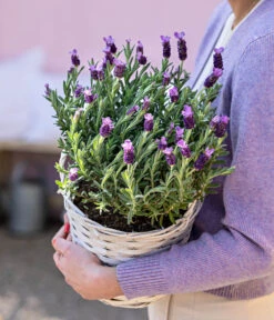 Schopf-Lavendel -Geschäft Für Pflanzensamenbedarf 8017014 WE MO 001 LavendelKorb