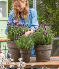 Schopf-Lavendel -Geschäft Für Pflanzensamenbedarf 8017014 WE MO 001 SchopfLavendelStoechas