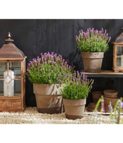 Schopf-Lavendel -Geschäft Für Pflanzensamenbedarf 8017014 WE MO 001 Schopflavendel